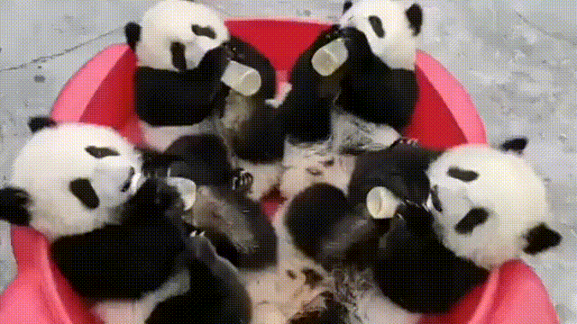 一盆芝麻汤圆聚众酗奶 嘬嘬嘬嘬嘬~